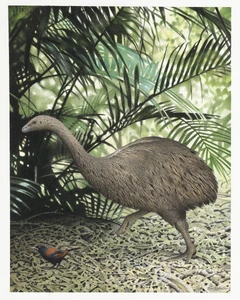 Illustration of the bush moa by Paul Martinson.