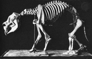 Photograph of a Diprotodon optatum skeleton, presumably similar to the one identified as a gyedarra.