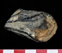 The supposed "Kraken" beak found by Mark McMenamin. Despite claims of it and its owner's giant size, the scale bar shows it is under 5cm.