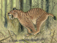 Living sabre-toothed cat in South America