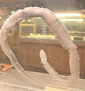 Tsuchinoko | Encyclopaedia of Cryptozoology | Fandom