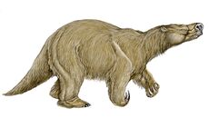 Neomylodon | Encyclopaedia of Cryptozoology | Fandom