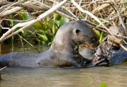 A more likely explanation is a Patagonian relative of the giant river otter (Pteronura brasiliensis). (Source).