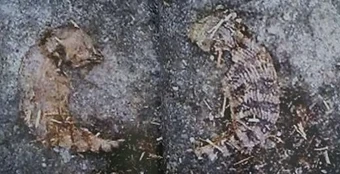 Tsuchinoko | Encyclopaedia of Cryptozoology | Fandom