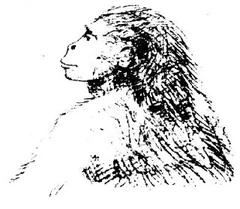 Sketch of the kakundakari from  (1980).