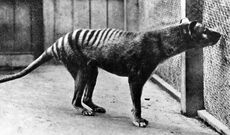 Thylacine