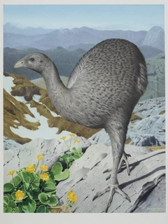 Illustration of the upland moa by Paul Martinson.