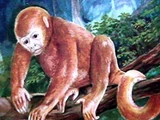 Rio Jutaí orange woolly monkey
