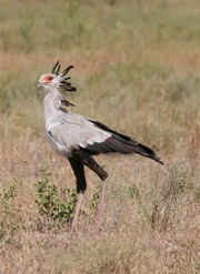  suggests the makalala could have been a giant form of secretarybird (Sagittarius serpentarius).