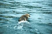 Sea otter swimming