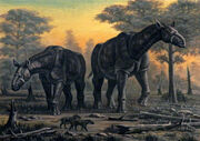 Paraceratherium transouralicum