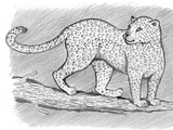Shiashia-yawá