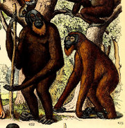 An alternate rendering of the mias rambi (right) and mias pappan (Public Domain).