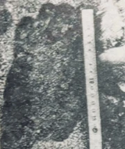 Footprints discovered in a rice paddy in August 1974'"`UNIQ--ref-0000002D-QINU`"'