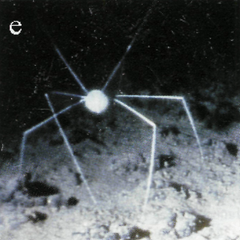 Deep sea spider