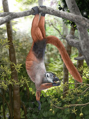 Reconstruction of Pachylemur by Wikipedia user Smokeybjb.