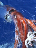 Giant squid surfacing