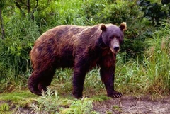 A regular Kamchatka brown bear (Ursus arctos beringianus).