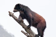 The term isnachi is typically applied to the spectacled bear (Tremarctos ornatus) (CC BY-SA 3.0).
