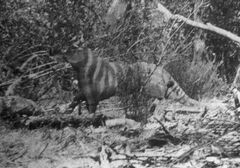 Secrets of weird, wonderful Tasmanian tiger revealed, Redland City  Bulletin