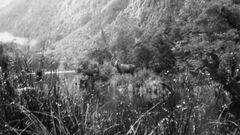 Fiordland moose
