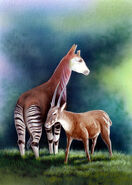 The okapi and the saola