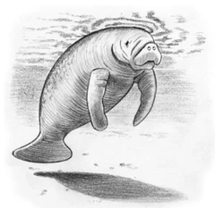 Illustration of the auli by  in  (2009).