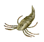  theorises that the cuero is a latter-day eurypterid, perhaps similar to Megarachne of Late Carboniferous Argentina (Source).
