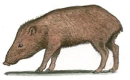 Reconstruction of the esakar-paki by  in  (2009).