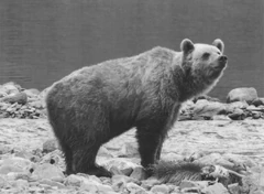 Photograph of an alleged irkuiem taken by Alexander Talavly.