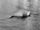 Loch Ness monster, Gray photograph.jpg