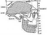 Homo gardarensis