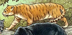 Illustration of the striped jaguar by Peter Visccher. The striped jaguar is said to have white, not black, stripes.