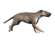Reconstruction of Hyaenodon by user Nobu Tamura on Wikipedia. Note the animal's rather horse-shaped head.