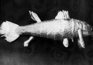 RetiSilverCoelacanth.jpg (48 KB) An image of Reti's 1964 silver coelacanth