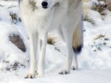Great white wolf