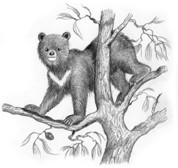 Reconstruction of the Nepalese tree bear by  in  (2009).