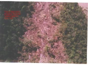 Photograph of the 1600' trench left by the animal.
