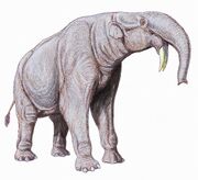 An animal repeatedly invoked to explain the Rothschild tusk is Deinotherium, a Plio-Pleistocene proboscidean with downwards-curved tusks in its lower jaw (Source)...