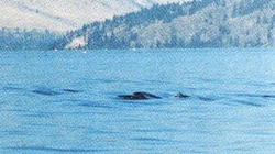 Ogopogo | Cryptid Wiki | Fandom