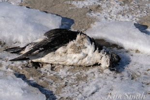 Razorbill corpse