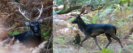 Melanistic Elk
