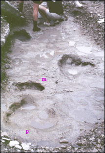 Mokele-Mbembe-foot-prints