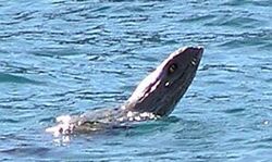 Photograph taken of the creature in 2009. Most likely a hoax.