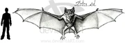 The size of the giant bat