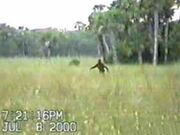 Bigfoot12large.jpg