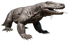 Megalania 12-588x359.jpg
