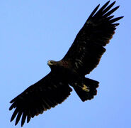 An example of a large bird