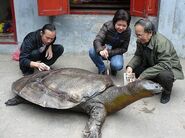 The embalmed turtle