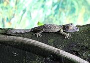 LeafTailed Gecko